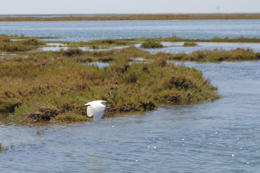 Faro: Ria Formosa Lagoon Small Boat Tour with Local Guide - Starting at the Faro marina