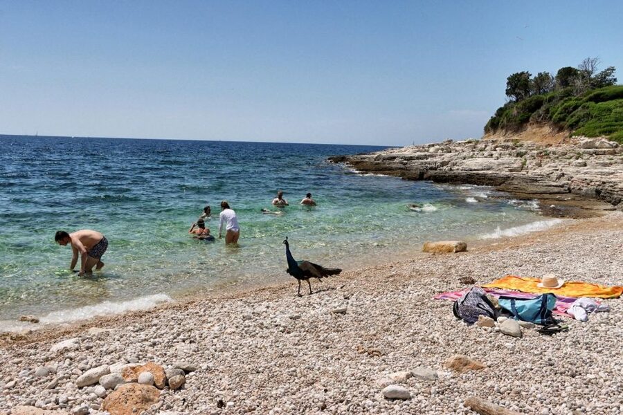 Fazana: Brijuni National Park Scenic Boat Tour & Swimming - Who should book this experience?