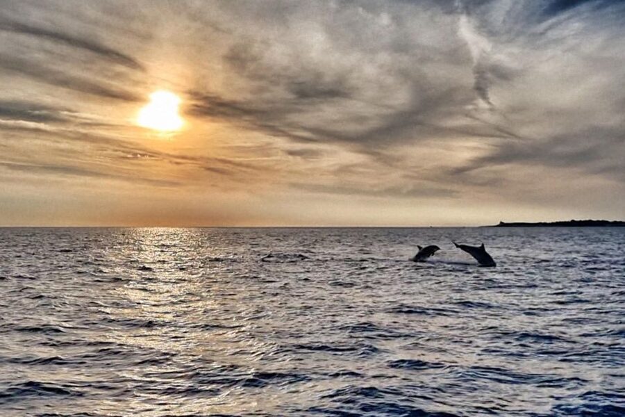 Fazana: Guided Dolphin Watching Sightseeing Cruise at Sunset - Leaving Fazana for Brijuni National Park