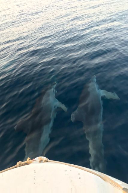 Fazana: Guided Dolphin Watching Sightseeing Cruise at Sunset - Timing, weather, and simple planning advice