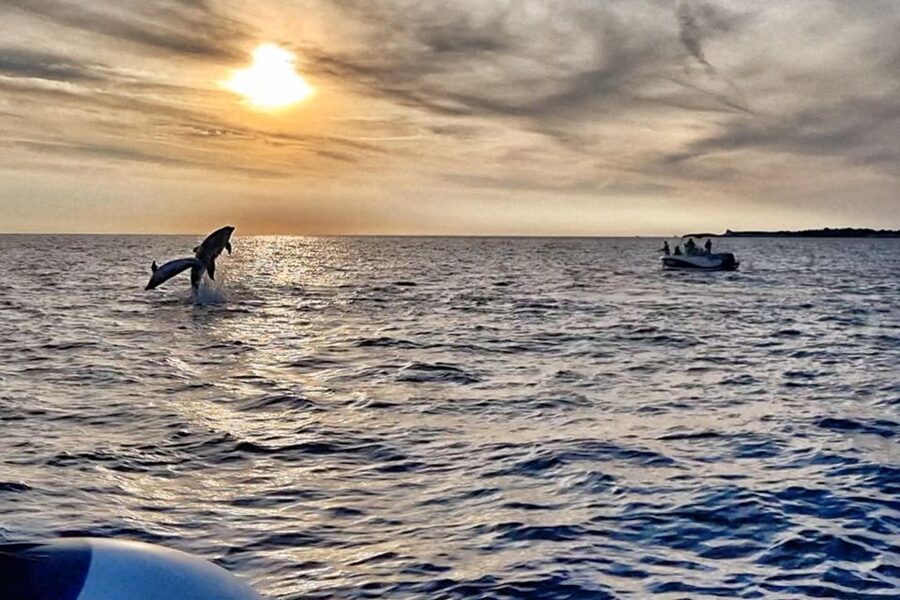 Fazana: Guided Dolphin Watching Sightseeing Cruise at Sunset - Searching for dolphins in the Adriatic