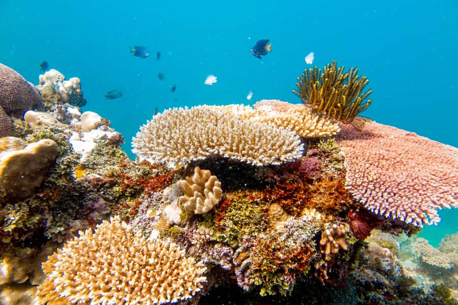 Fiji: Captain Cook Cruises - Island & Reef Day Trip - Lunch, drinks, and the practical value of the price
