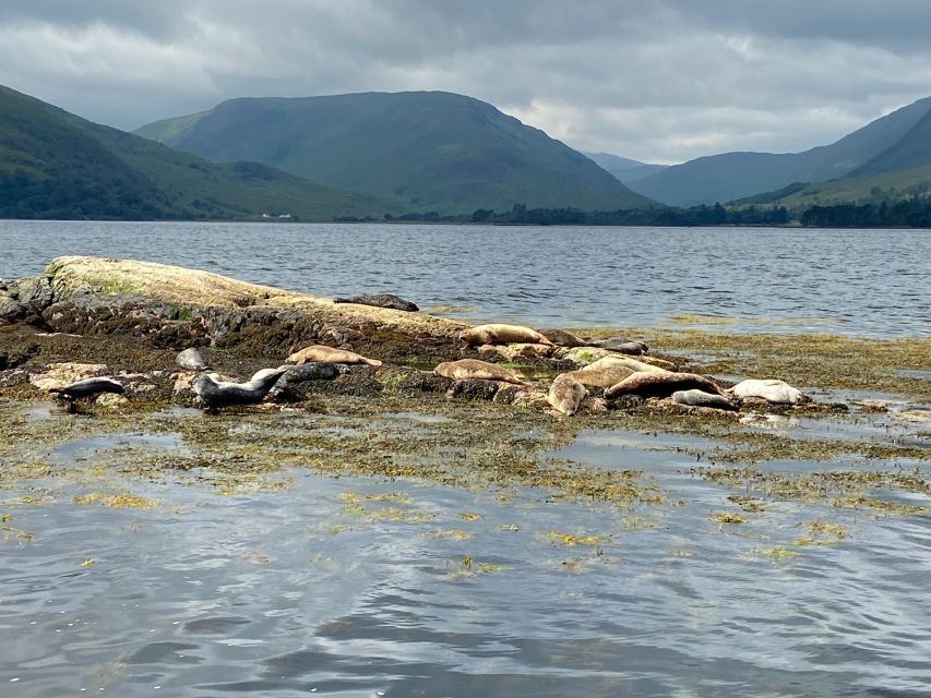 Fort William: Seal Island Boat Tour - Black Rock, the seal colony, and responsible viewing