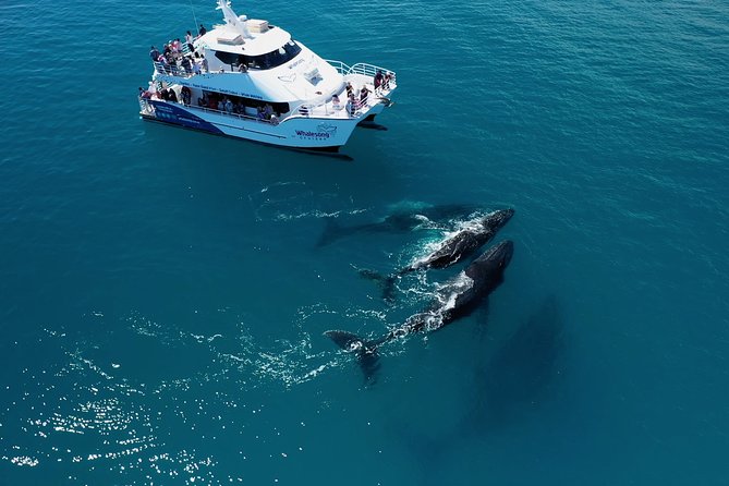 Freedom 3/4 Day Hervey Bay Premium Whale Watching Cruise - The Views Beyond the Whales
