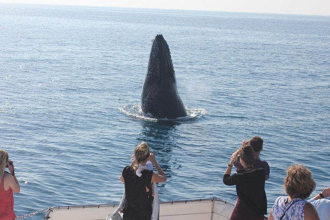 Freedom 3/4 Day Hervey Bay Premium Whale Watching Cruise - Is Six Hours Too Long?