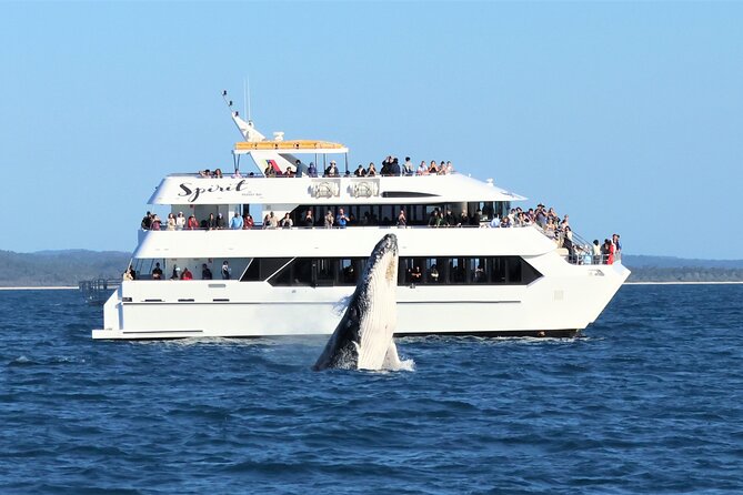 Freedom 3/4 Day Hervey Bay Premium Whale Watching Cruise - Pickup, Timing, and the Practical Details