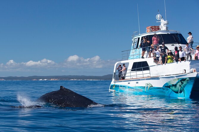Freedom 3/4 Day Hervey Bay Premium Whale Watching Cruise - Commentary From the Cockpit and a Hydrophone Below