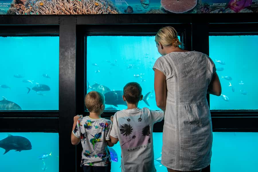 From Airlie Beach: Great Barrier Reef Adventure Cruise - Key points to know before booking