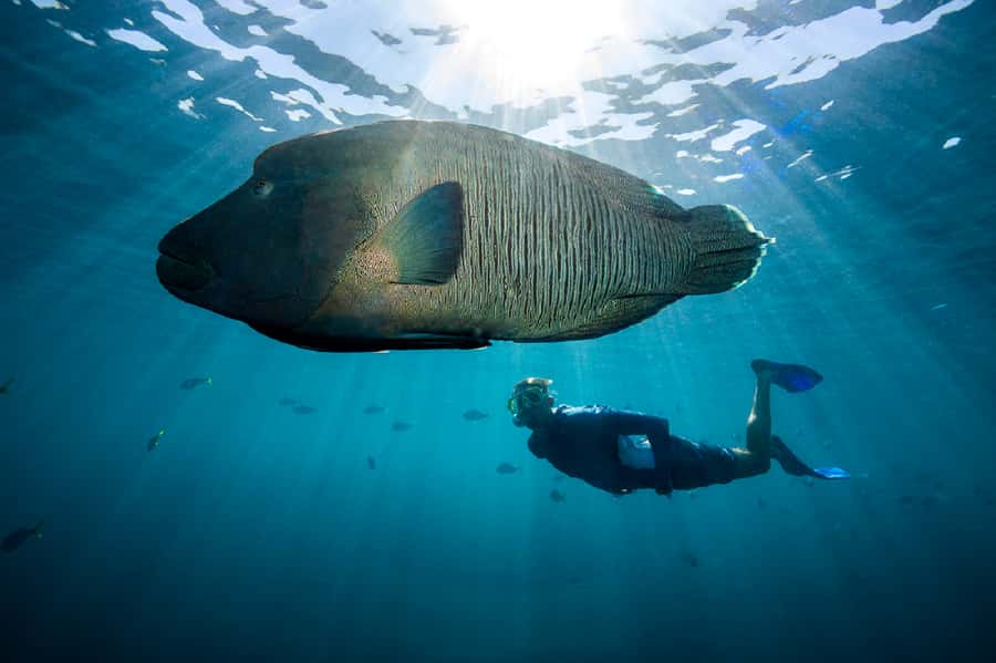 From Airlie Beach: Great Barrier Reef Adventure Cruise - Lunch, tea, and the practical rhythm of the day