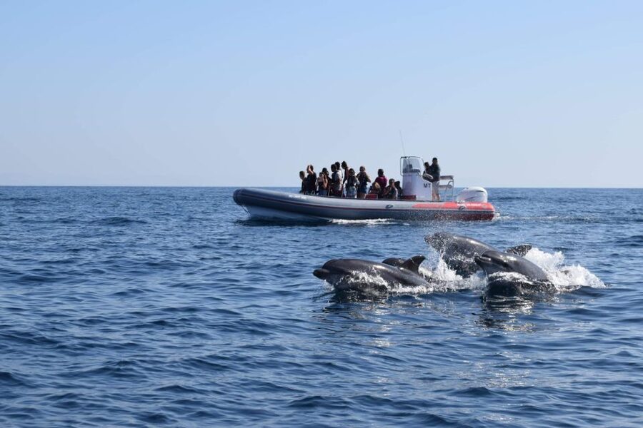 From Albufeira: Benagil Caves and Dolphins Guided Boat Tour - Leaving Albufeira Marina for the Benagil coast