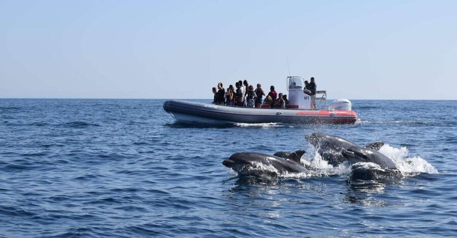 From Albufeira: Benagil Caves and Dolphins Guided Boat Tour - Searching for dolphins in open water