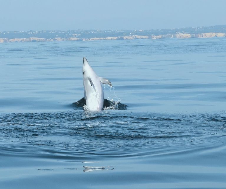 From Albufeira: Benagil Caves and Dolphins Guided Boat Tour - What the guides add to the ride