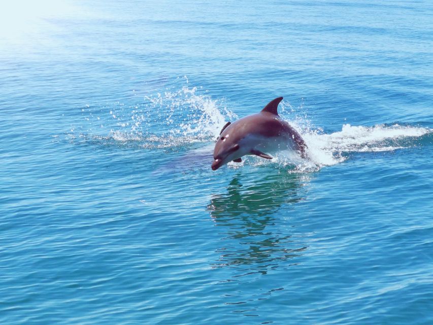 From Albufeira: Benagil Caves and Dolphins Guided Boat Tour - Who should choose this Albufeira boat tour