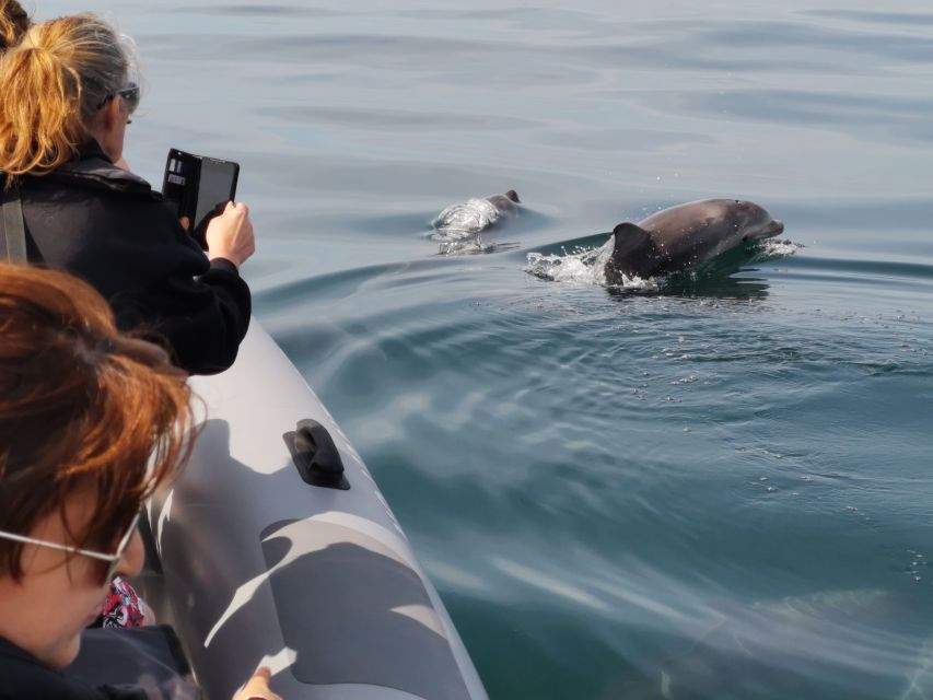 From Albufeira: Benagil Caves and Dolphins Guided Boat Tour - What to pack and how to protect your day