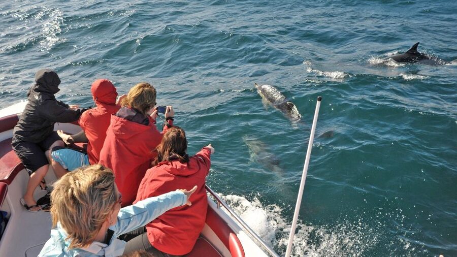 From Albufeira: Dolphins and Caves 2.5-Hour Boat Trip - Searching for dolphins in the open sea