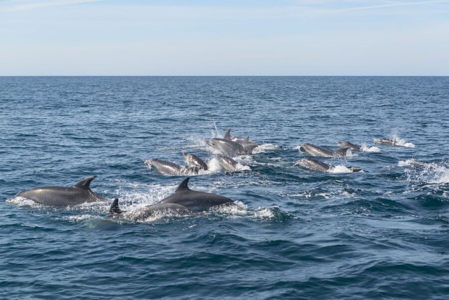From Albufeira: Dolphins and Caves 2.5-Hour Boat Trip - Is the $34 price good value?