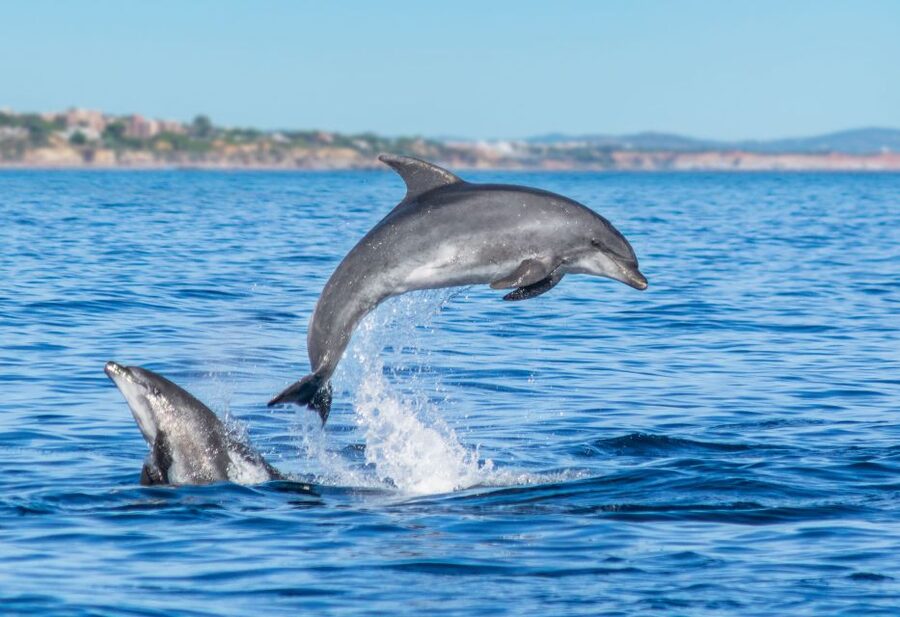 From Albufeira: Dolphins and Caves 2.5-Hour Boat Trip - Who will enjoy this trip most?