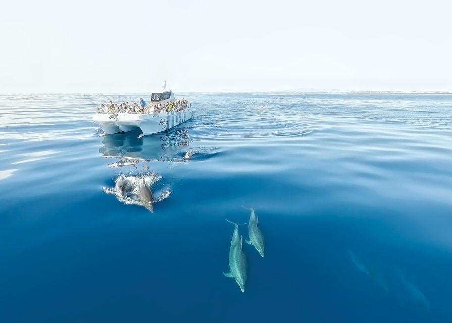 From Albufeira: Dolphins and Caves 2.5-Hour Boat Trip - Seeing the Algarve cliffs from sea level