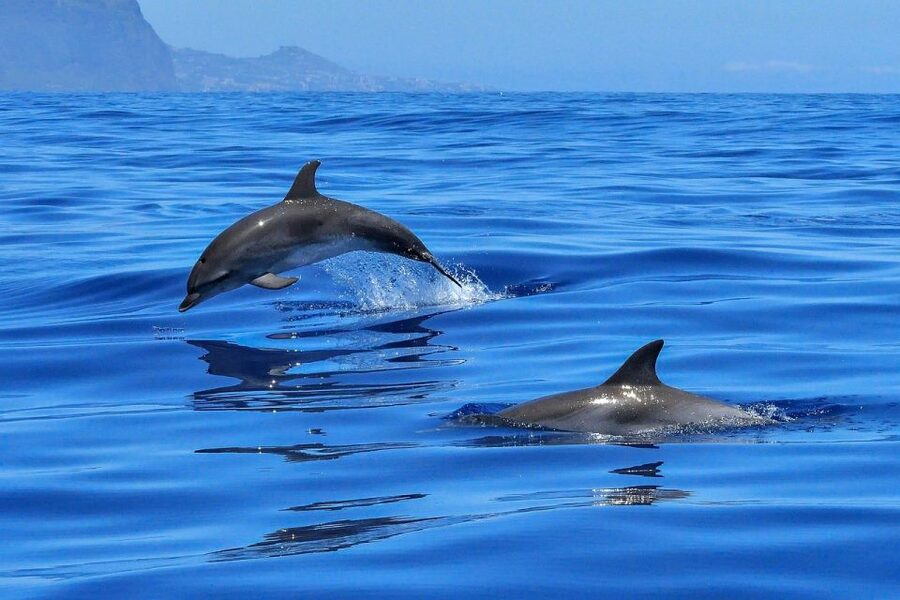 From Alcudia: Sunrise Dolphin Watching Boat Tour - Sunrise, dolphins, and a quiet start in Alcúdia
