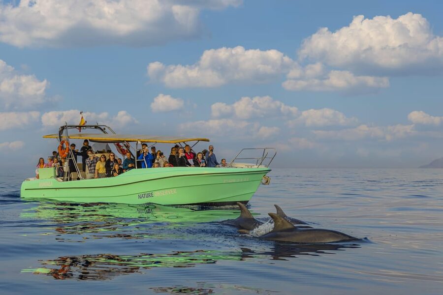 From Alcudia: Sunrise Dolphin Watching Boat Tour - What the morning schedule looks like