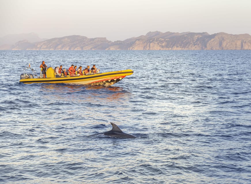 From Alcudia: Sunrise Dolphin Watching Boat Tour - Choosing between a small boat and a larger boat