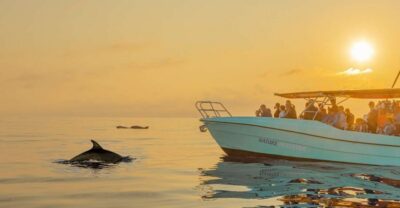 Sunrise Dolphin Watching Boat Tour