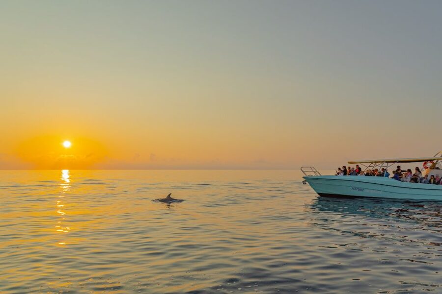 From Alcudia: Sunrise Dolphin Watching Boat Tour - Sunrise views and the best place to sit