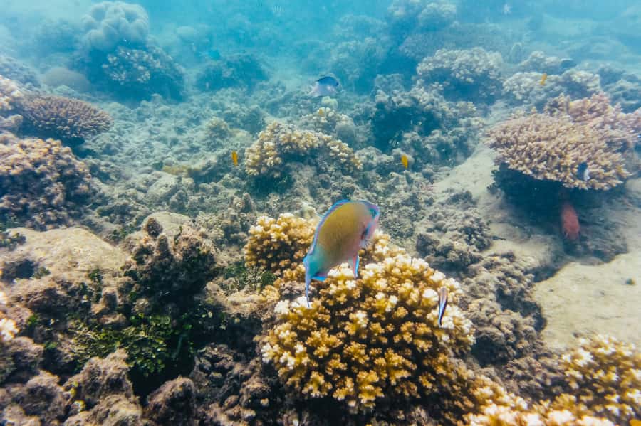 From Cairns: Green Island Full-Day Cruise - Key points to know before booking
