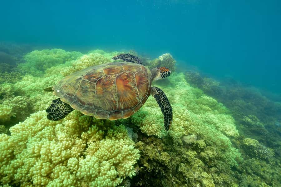 From Cairns: Green Island Full-Day Cruise - Practical advice for a smoother day