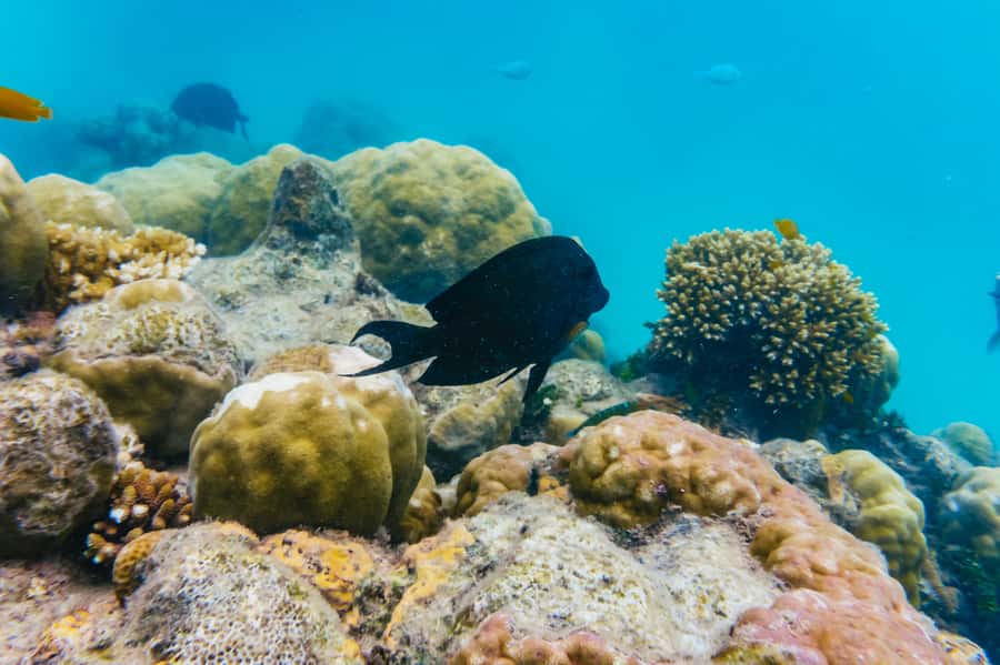 From Cairns: Green Island Full-Day Cruise - Seeing the reef from a glass-bottom boat