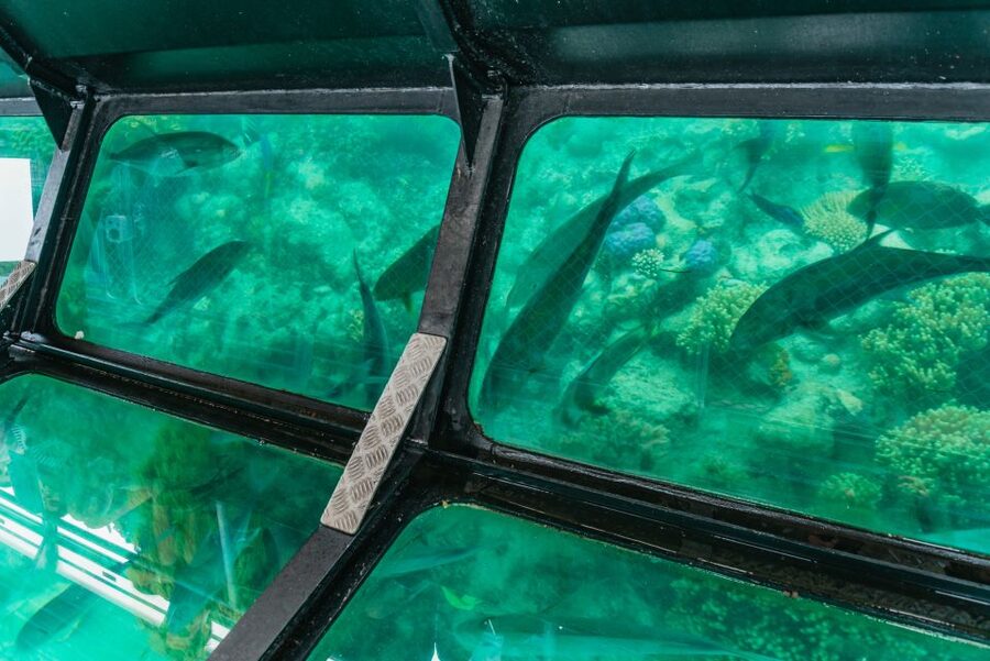 From Cairns: Green Island Full-Day Cruise - Who will enjoy this Green Island outing?