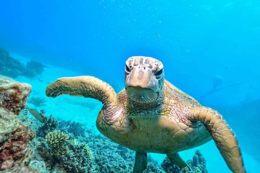 From Cairns: Half-Day Afternoon Cruise to Green Island - What the reef viewing can really be like