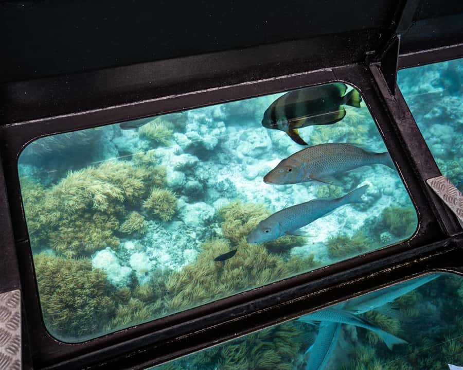 From Cairns: Half-Day Afternoon Cruise to Green Island - The small choices that improve the afternoon