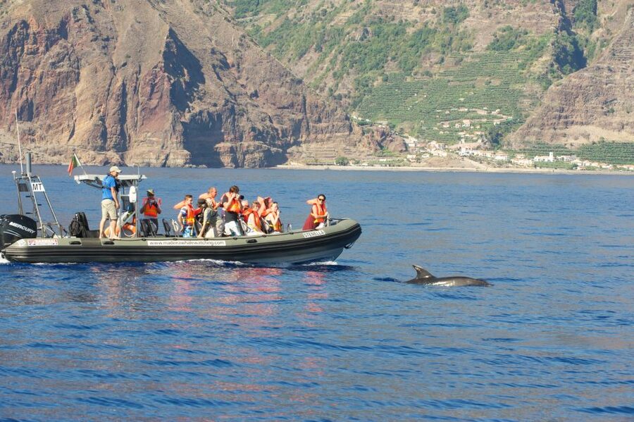 From Calheta: Madeira Whale and Dolphin Watching Boat Tour - Key points to know before you go
