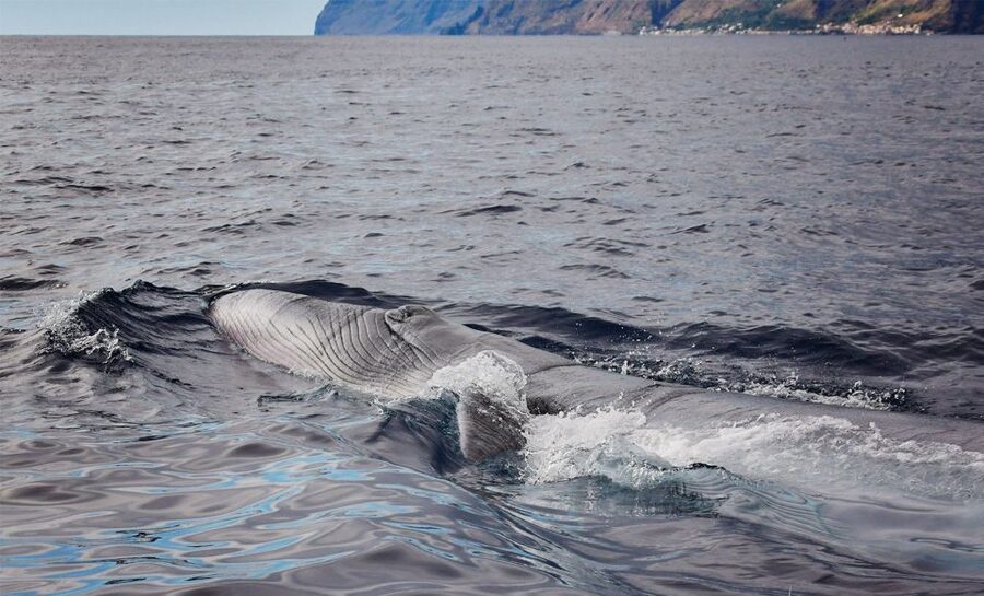 From Calheta: Madeira Whale and Dolphin Watching Boat Tour - Dolphins, whales, and the luck of the day