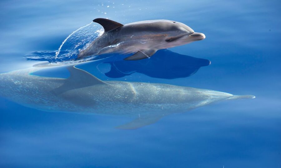 From Calheta: Madeira Whale and Dolphin Watching Boat Tour - Value at $67 per person