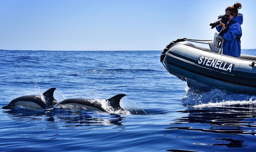 From Calheta: Madeira Whale and Dolphin Watching Boat Tour - Who will enjoy this trip most?