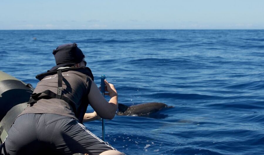From Calheta: Madeira Whale and Dolphin Watching Boat Tour - How the two-hour search works