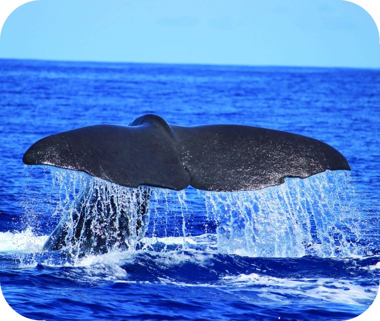 From Calheta: Whale and Dolphin Watching RIB Boat Tour - Key points at a glance