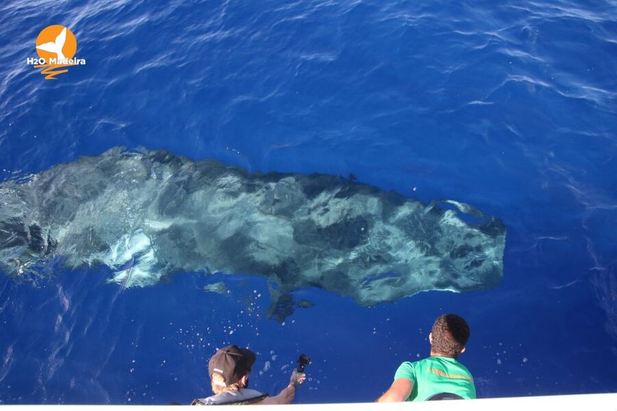 From Calheta: Whale and Dolphin Watching RIB Boat Tour - Who will enjoy this Calheta boat trip?