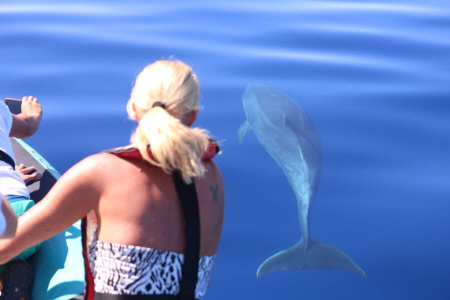 From Calheta: Whale and Dolphin Watching RIB Boat Tour - How the wildlife search works