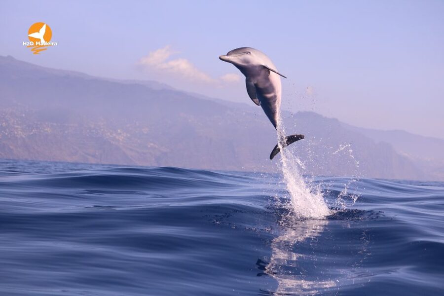 From Calheta: Whale and Dolphin Watching RIB Boat Tour - What makes the guide service useful