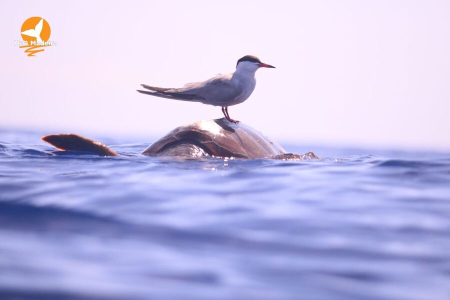 From Calheta: Whale and Dolphin Watching RIB Boat Tour - The wildlife possibilities are broad