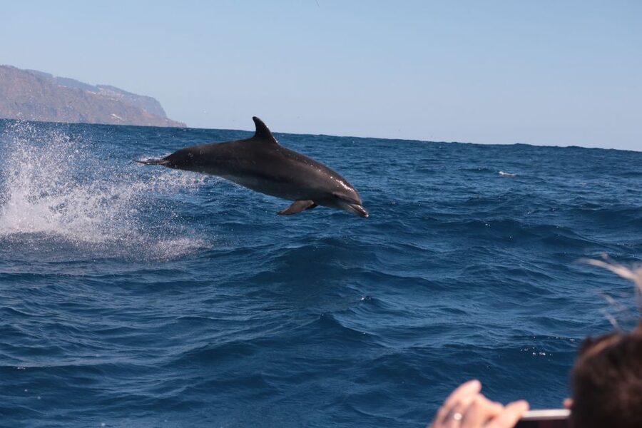 From Calheta: Whale and Dolphin Watching RIB Boat Tour - Two hours is a sensible length
