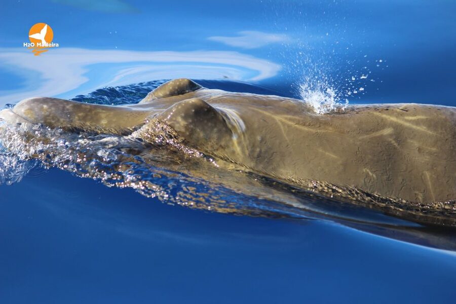 From Calheta: Whale and Dolphin Watching RIB Boat Tour - What to bring and what to leave behind
