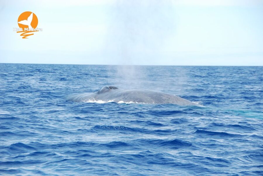 From Calheta: Whale and Dolphin Watching RIB Boat Tour - Why the RIB boat changes the outing