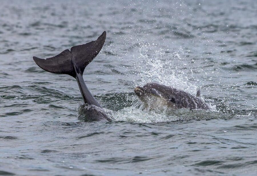 From Can Picafort: Dolphin Watching and Cave Boat Trip - Weather can change the shape of the trip