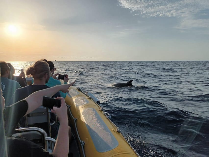 From Can Picafort: Dolphin Watching and Cave Boat Trip - Cap de Pinar, Cabo de Formentor, and the mountain views