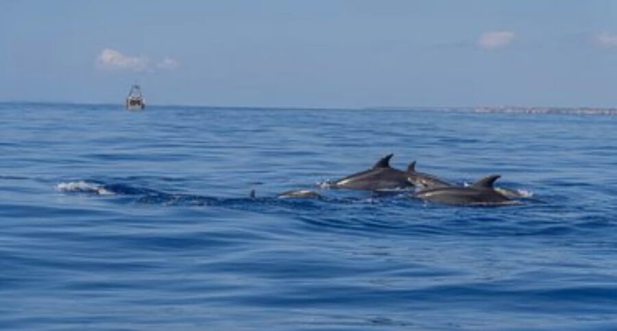 From Can Picafort: Dolphin Watching and Cave Boat Trip - Swimming near Es Coll Baix