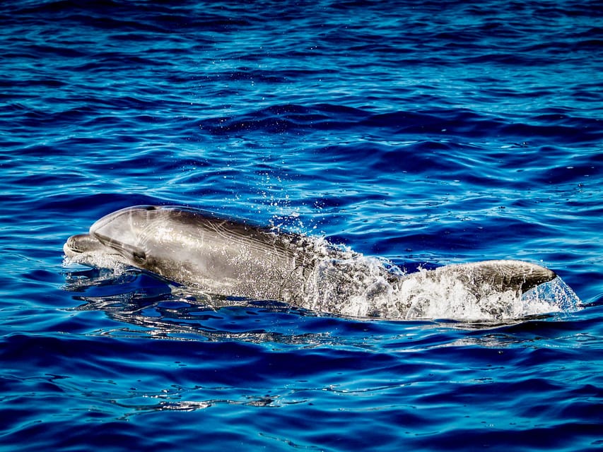 From Can Picafort: Dolphin Watching and Cave Boat Trip - Meeting at Can Picafort harbor